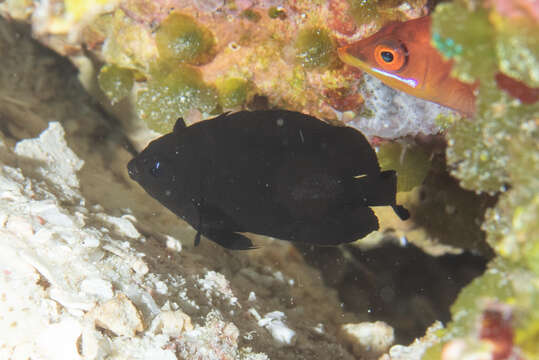 Image of Dusky angel-fish