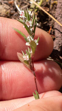 Image of Cascade knotweed