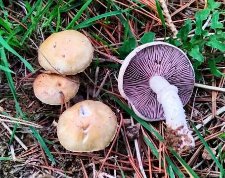 Image of Psilocybe coronilla (Bull.) Noordel. 1995