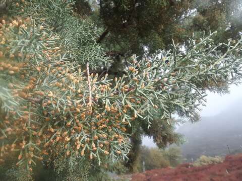 Cupressus arizonica var. nevadensis (Abrams) Little resmi