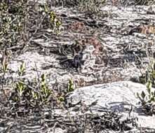 Image of Cape Thick-knee