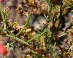 Image de Mutisia subulata rosmarinifolia (P. & E.) Cabrera