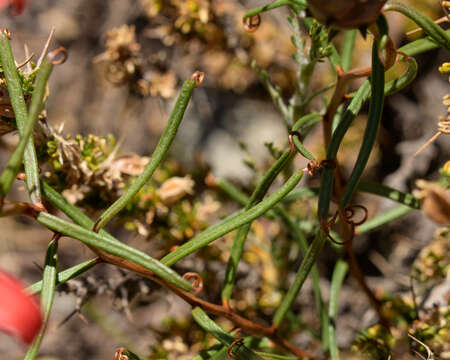 Image of Mutisia subulata rosmarinifolia (P. & E.) Cabrera