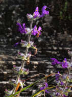 Image of Salvia lanigera Poir.