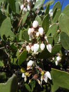 Sivun Arctostaphylos manzanita subsp. laevigata (Eastw.) Munz kuva