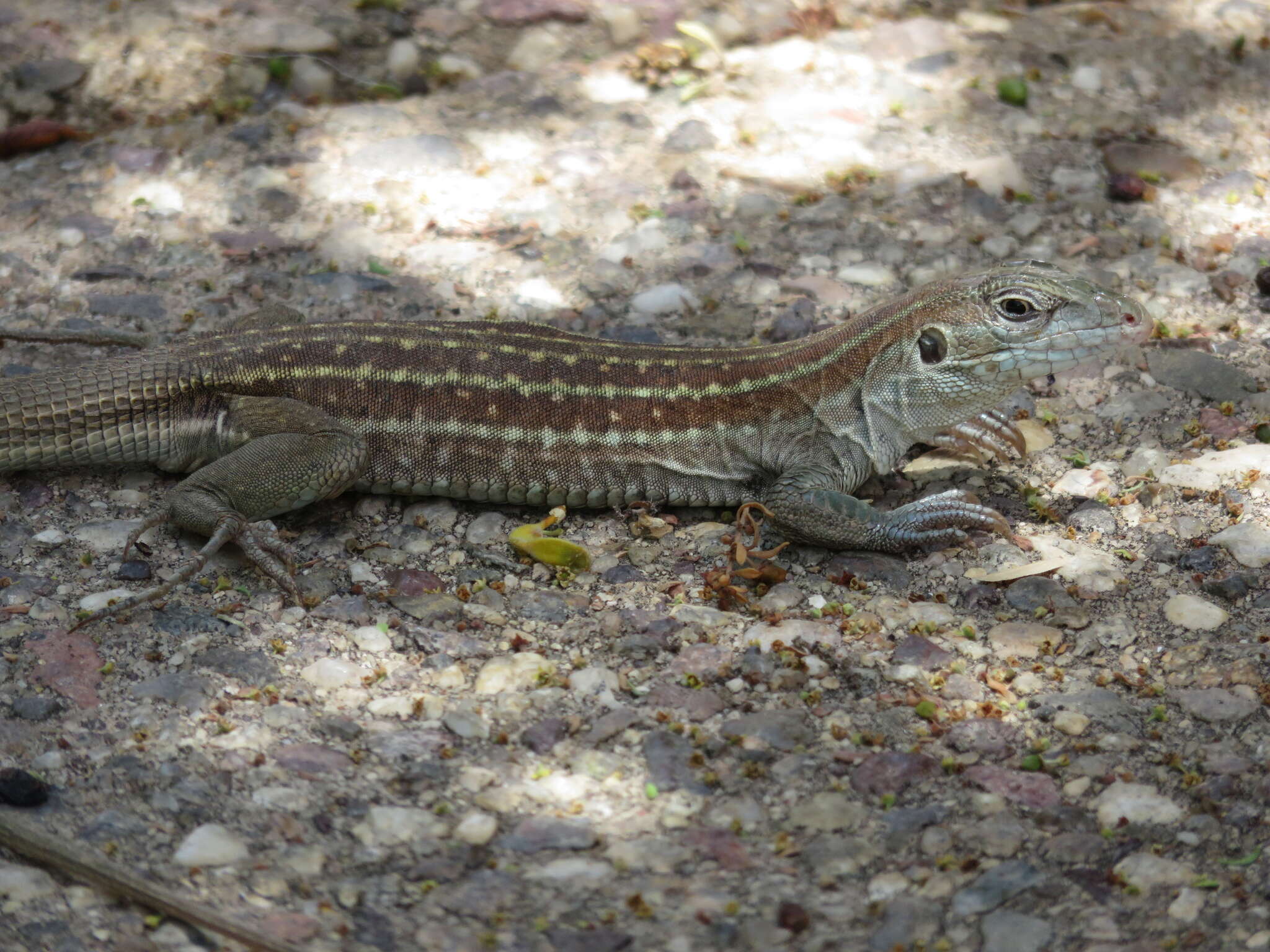 Image of Sonoran Spotted Whiptail