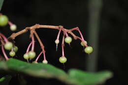 Image of Parathesis sessilifolia J. D. Smith