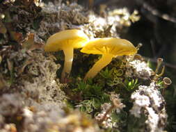 Image of Lichenomphalia hudsoniana (H. S. Jenn.) Redhead, Lutzoni, Moncalvo & Vilgalys 2002