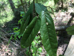 Image de Bignonia capreolata L.