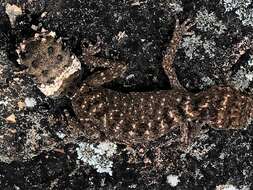 Image of Border Thick-tailed Gecko