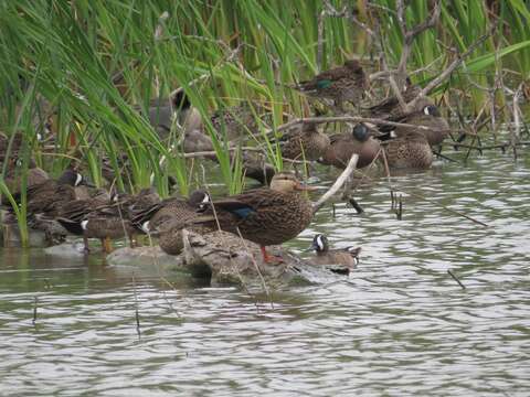 Image of Florida duck