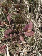 Image of Brown's peony