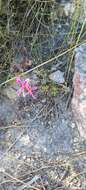 Image of Pelargonium grandiflorum (Andr.) Willd.