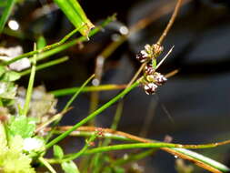 Imagem de Juncus novae-zelandiae Hook. fil.