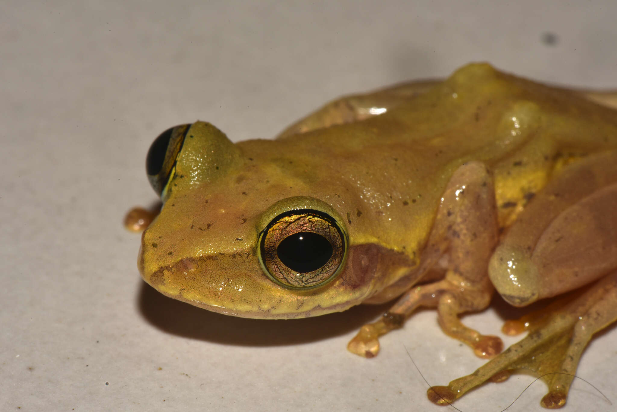 Image of Dumeril's Bright-eyed Frog