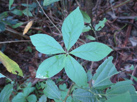 Image of fiveleaf yam