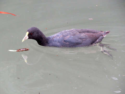 Image of White-winged Coot