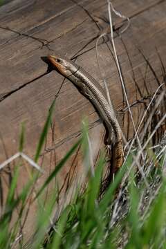 Image of Common Western Skink