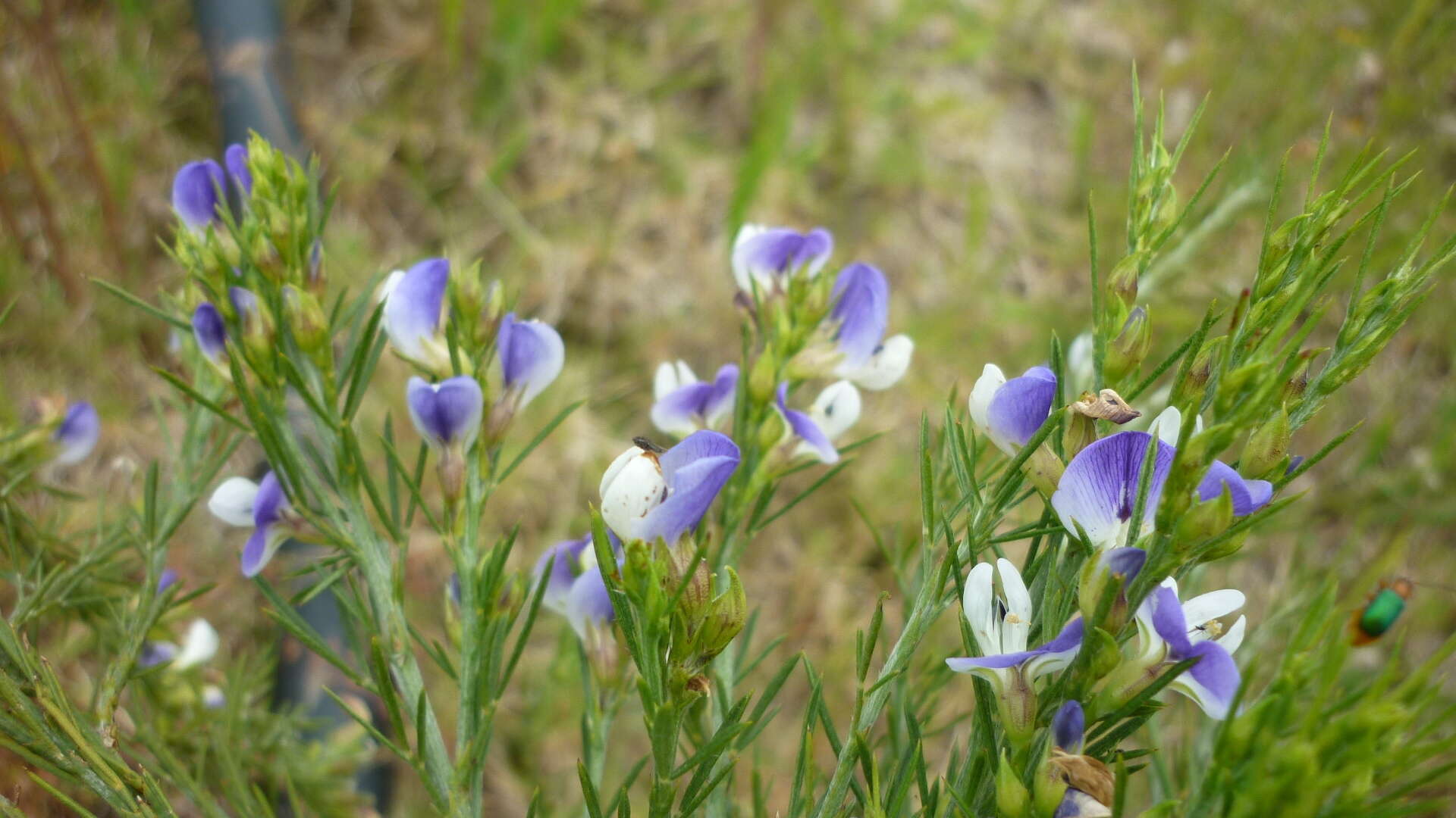 Psoralea filifolia Eckl. & Zeyh.的圖片