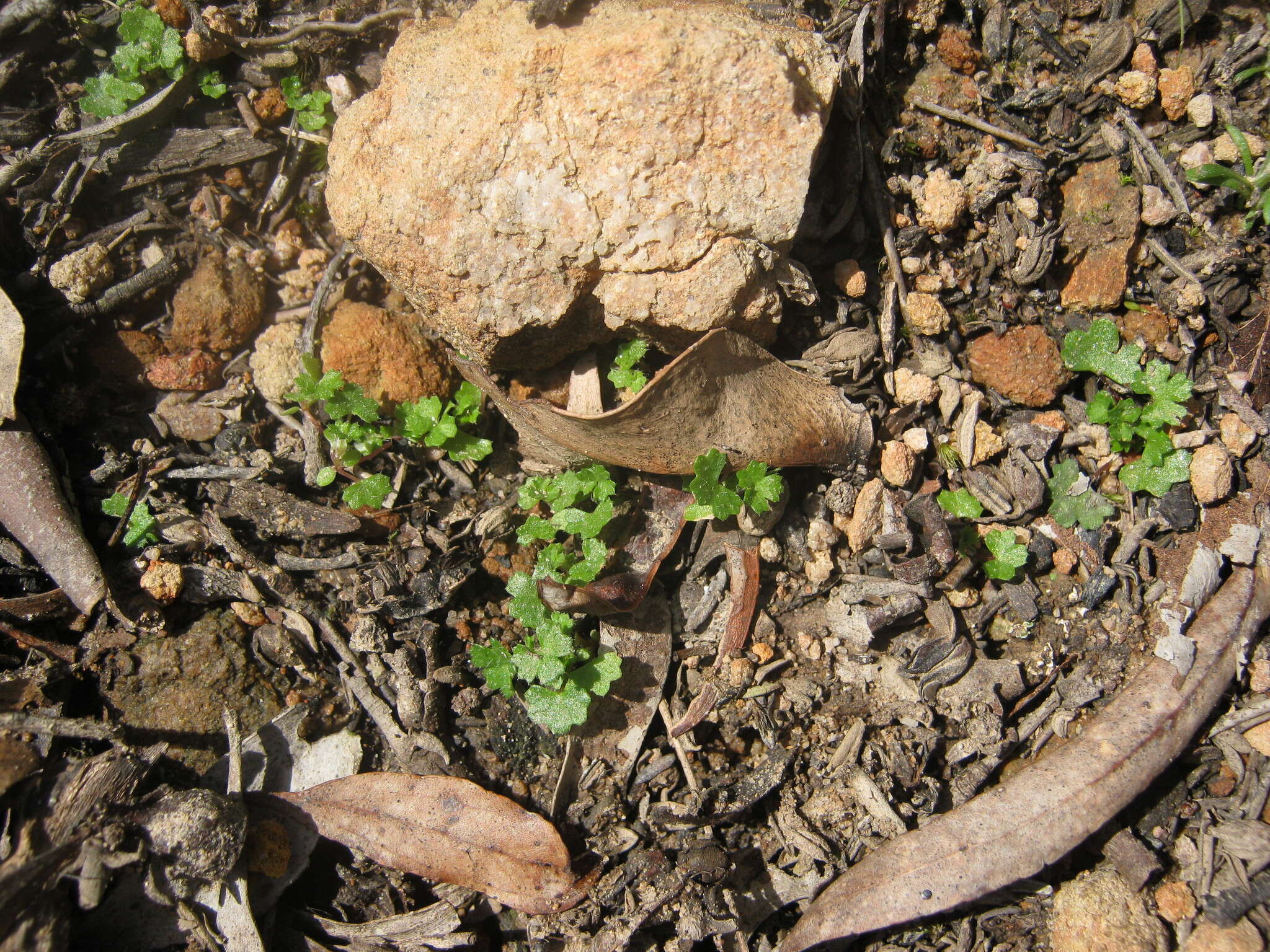 Image of Hydrocotyle callicarpa Bunge