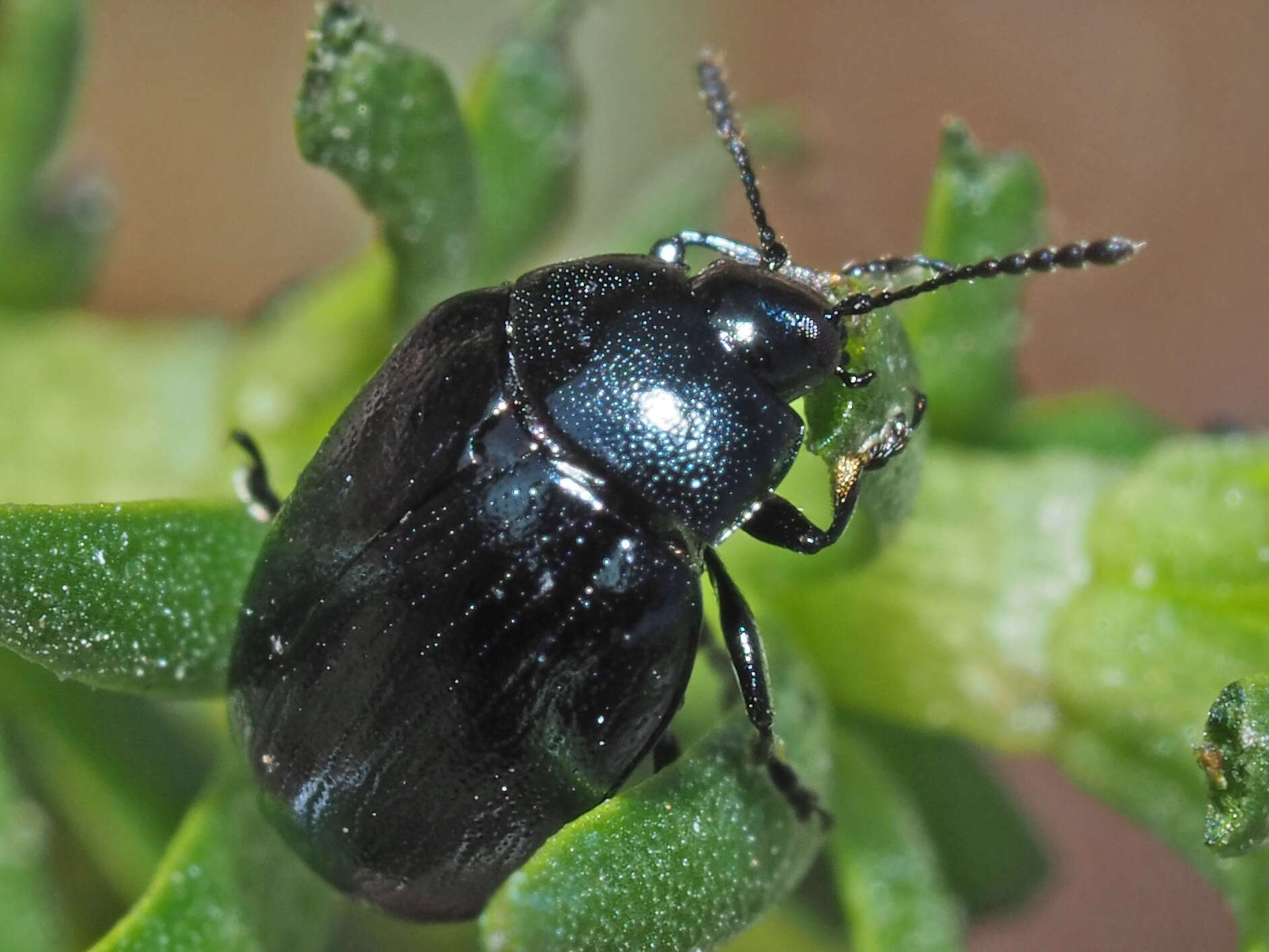 Слика од Phaedon (Phaedon) armoraciae (Linnaeus 1758)