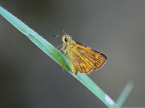 Image of Ochlodes ochracea Bremer 1861