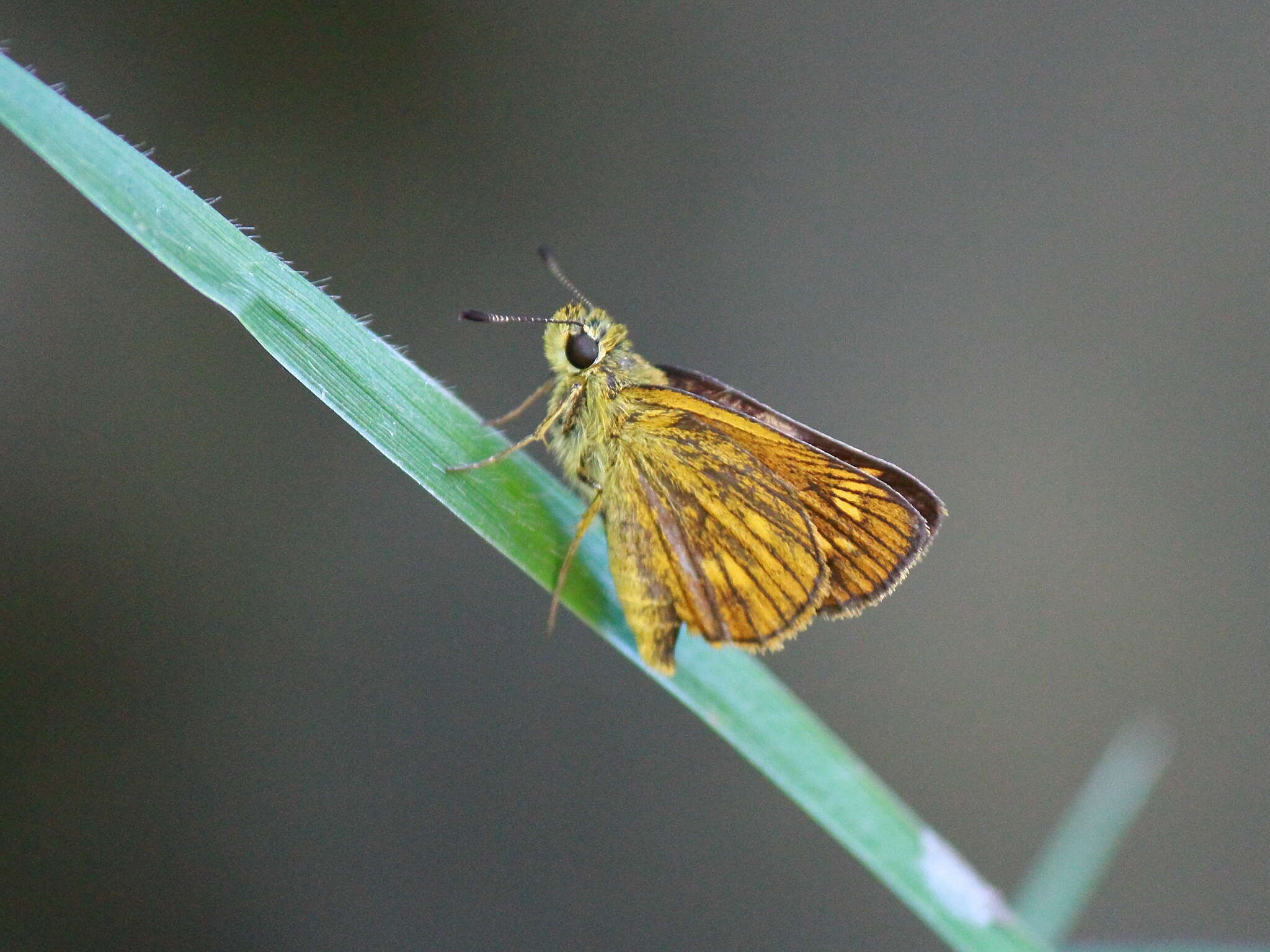 Image of Ochlodes ochracea Bremer 1861