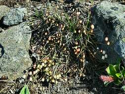 Image of clubmoss cassiope