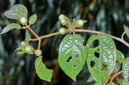 Image of Lycianthes ocellata (J. D. Sm.) Morton & Standl.