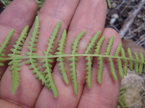 Plancia ëd Woodsia phillipsii