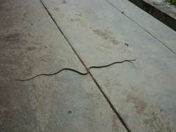 Image of Brown Whip Snake