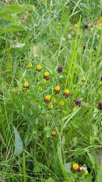 Image de Trifolium spadiceum L.