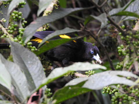 Imagem de Cacicus chrysonotus d'Orbigny & Lafresnaye 1838