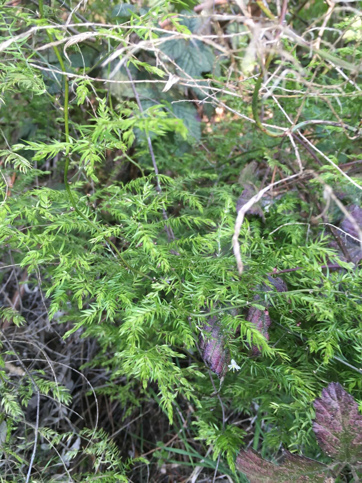 Image of Asparagus scandens Thunb.