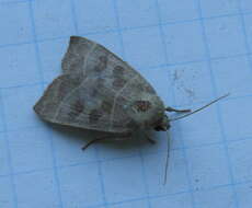 Image of Even-lined Sallow