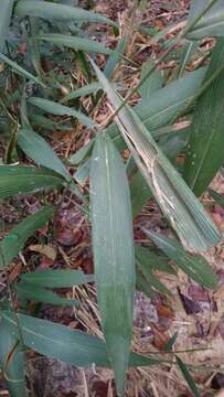 Image of bigleaf bristlegrass