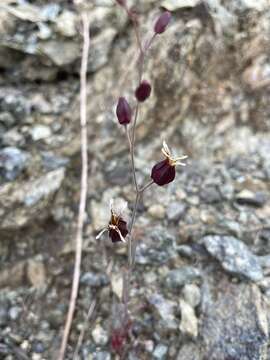 Image of Tiburon jewelflower