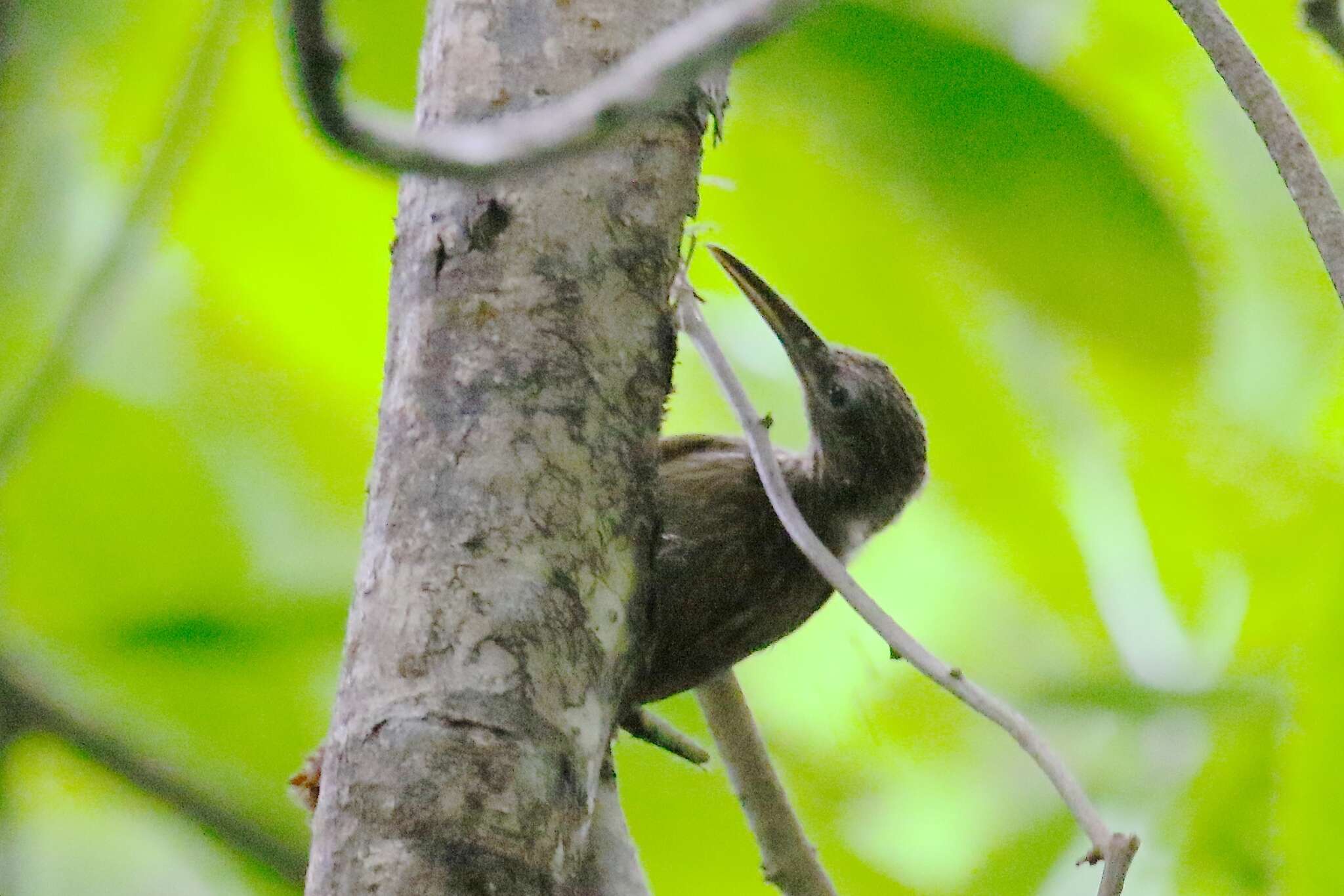 Image of Cocoa Woodcreeper