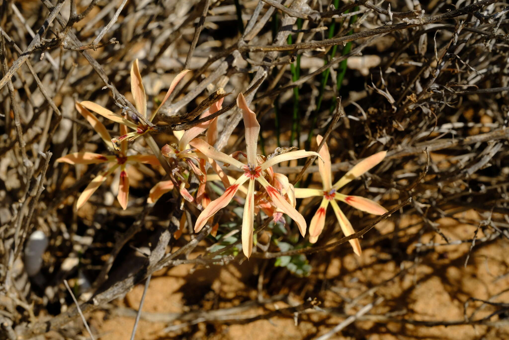 Image of Babiana teretifolia Goldblatt & J. C. Manning