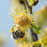 Image of Andrena erythrogaster (Ashmead 1890)