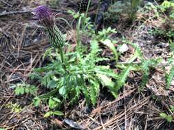 Imagem de Cirsium repandum Michx.