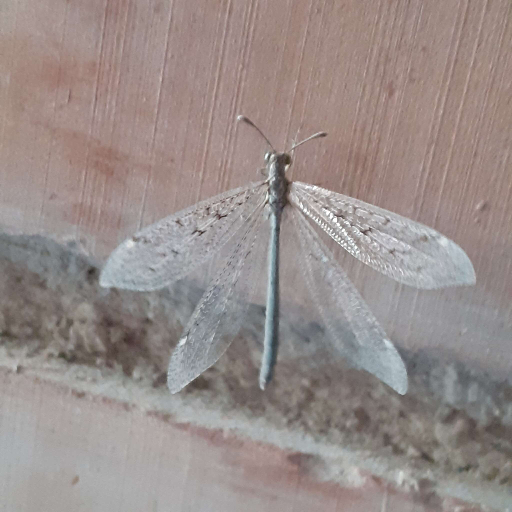 Слика од Ameromyia strigosa (Banks 1909)