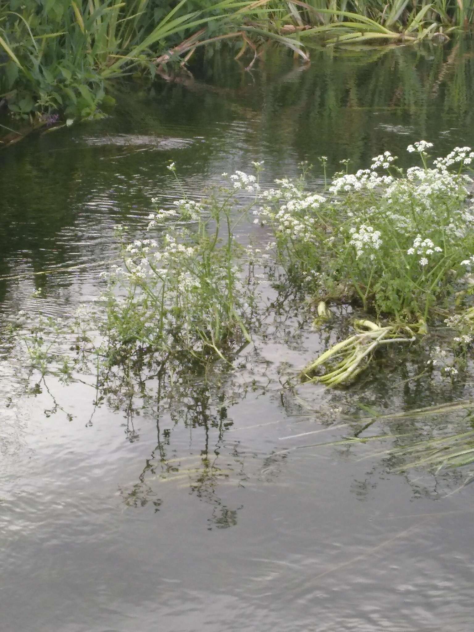 Image of River Water-dropwort