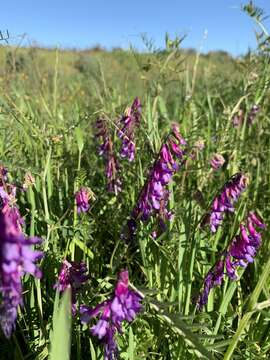 Image of Vicia eriocarpa