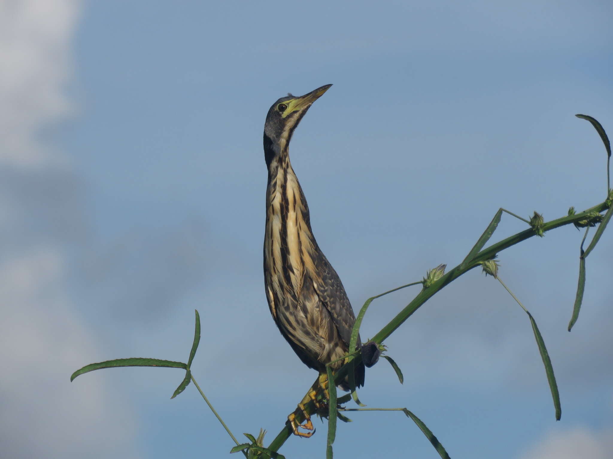 Image of Dwarf Bittern