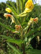 Imagem de Oenothera biennis L.