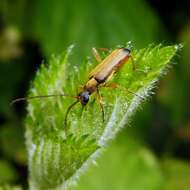 Image of Grammoptera ustulata (Schaller 1783)