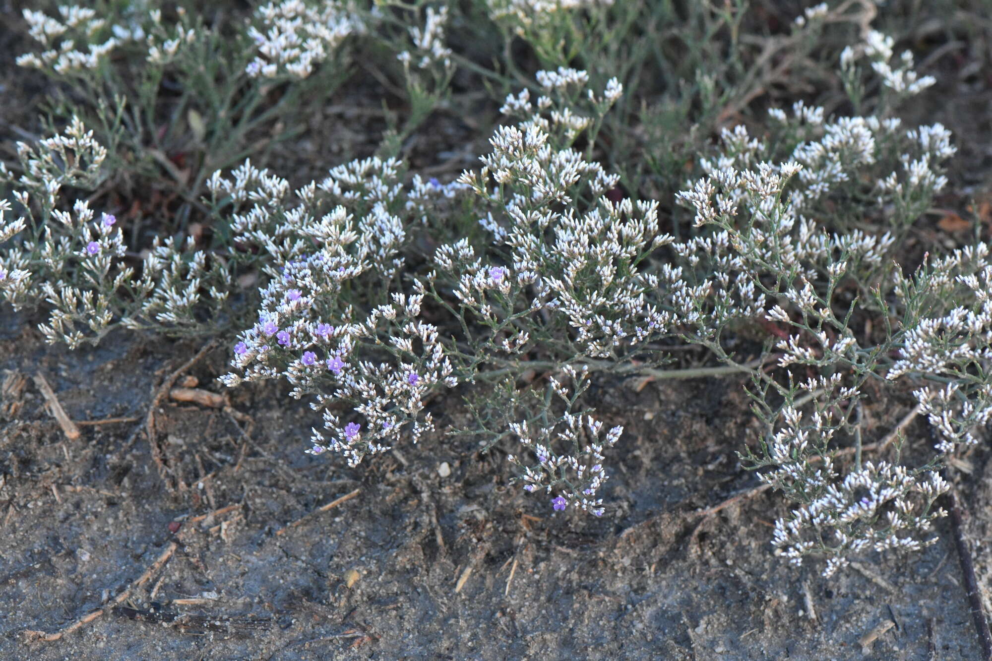 Image de Limonium sareptanum (A. Becker) Gams