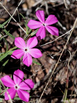 Imagem de Phlox nana Nutt.