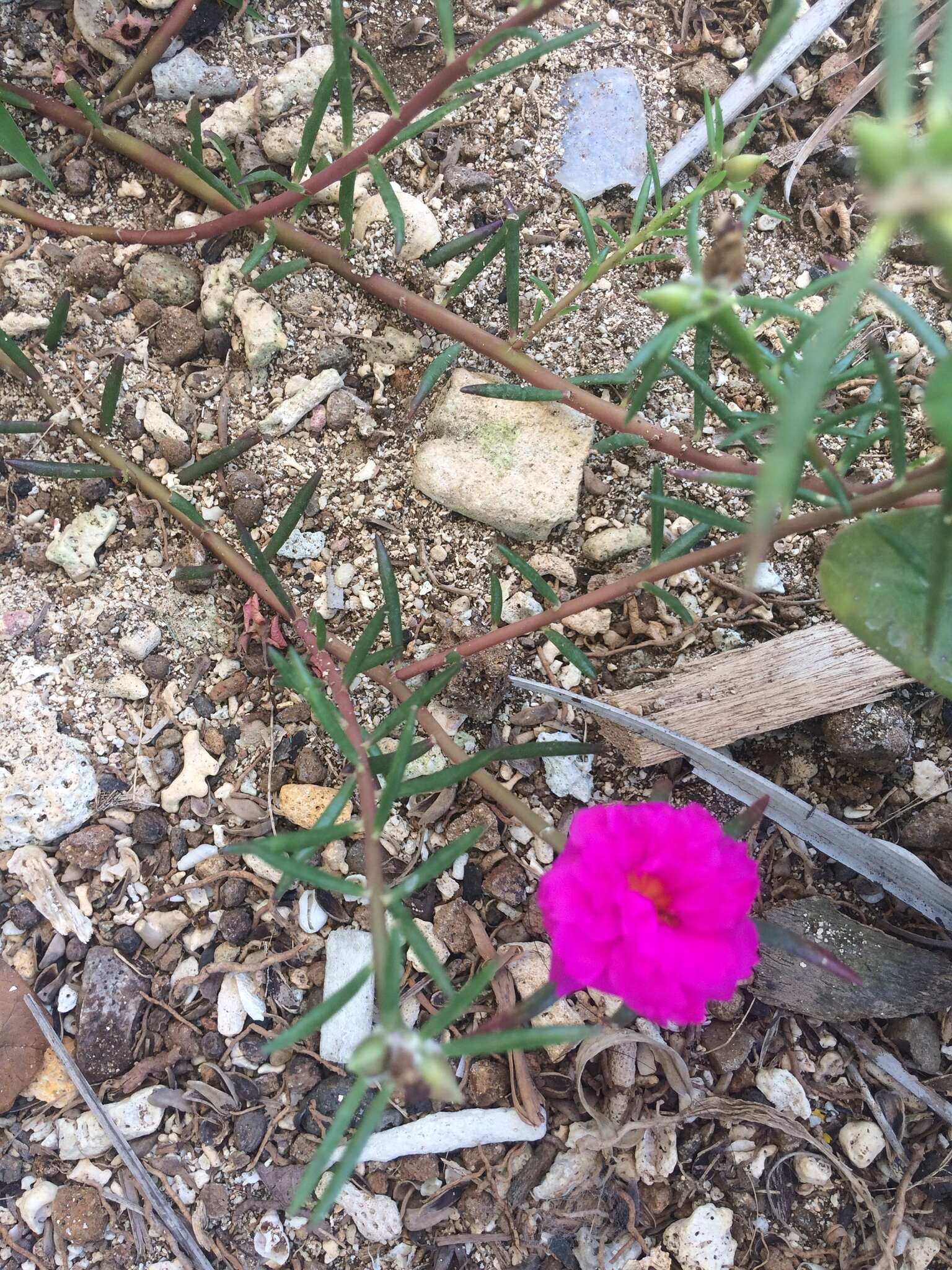 Image of Moss-rose Purslane